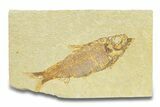 Detailed Fossil Fish (Knightia) - Wyoming #289921-1